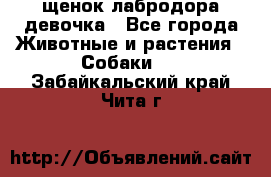 щенок лабродора девочка - Все города Животные и растения » Собаки   . Забайкальский край,Чита г.